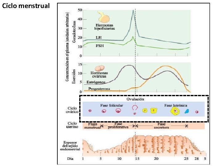 Ciclo menstrual 