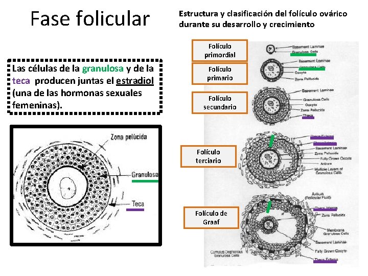 Fase folicular Estructura y clasificación del folículo ovárico durante su desarrollo y crecimiento Folículo