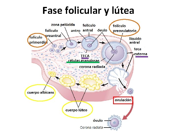 Fase folicular y lútea 