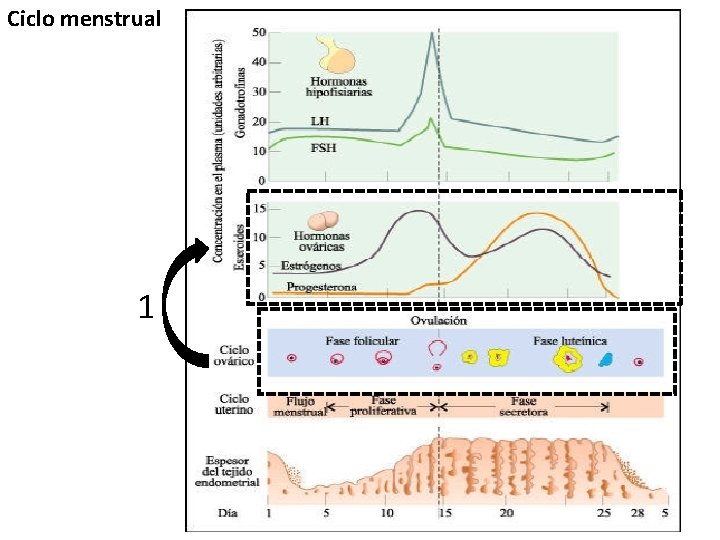 Ciclo menstrual 1 
