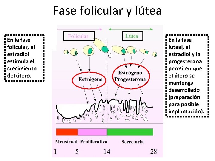 Fase folicular y lútea En la fase folicular, el estradiol estimula el crecimiento del