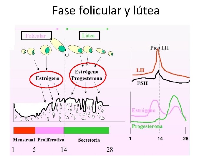 Fase folicular y lútea 