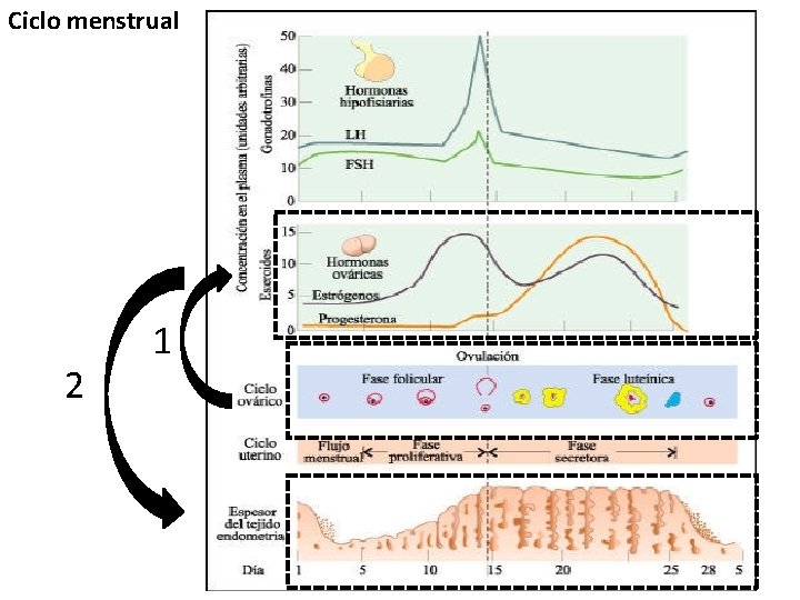 Ciclo menstrual 2 1 