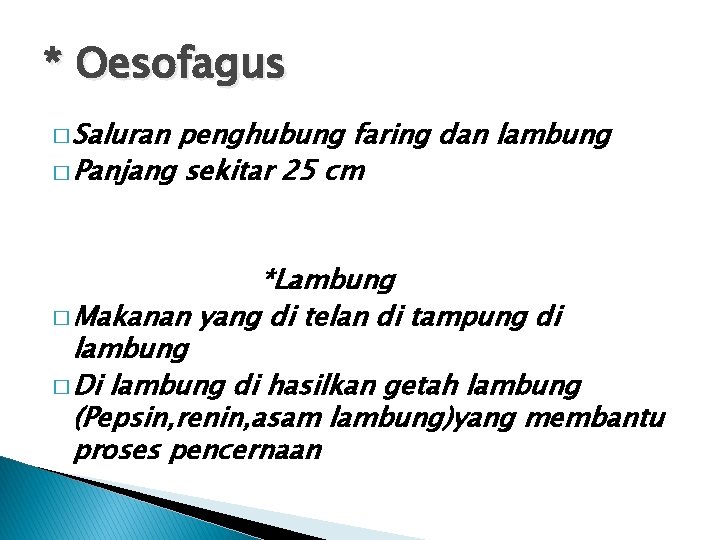 * Oesofagus � Saluran penghubung faring dan lambung � Panjang sekitar 25 cm *Lambung