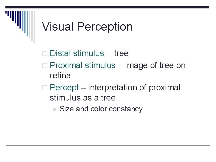 Visual Perception o Distal stimulus -- tree o Proximal stimulus – image of tree