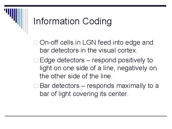 Information Coding o On-off cells in LGN feed into edge and bar detectors in
