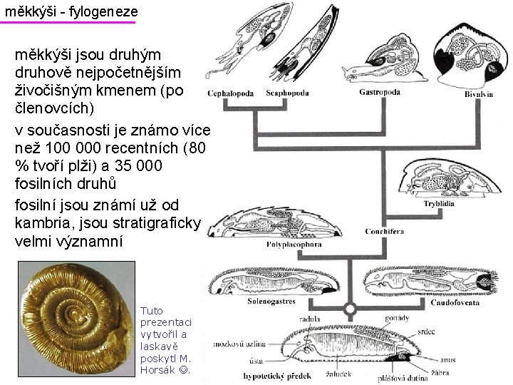 měkkýši - fylogeneze měkkýši jsou druhým druhově nejpočetnějším živočišným kmenem (po členovcích) v současnosti