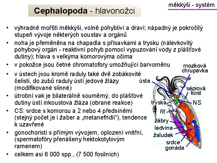 Cephalopoda - hlavonožci měkkýši - systém • výhradně mořští měkkýši, volně pohybliví a draví;
