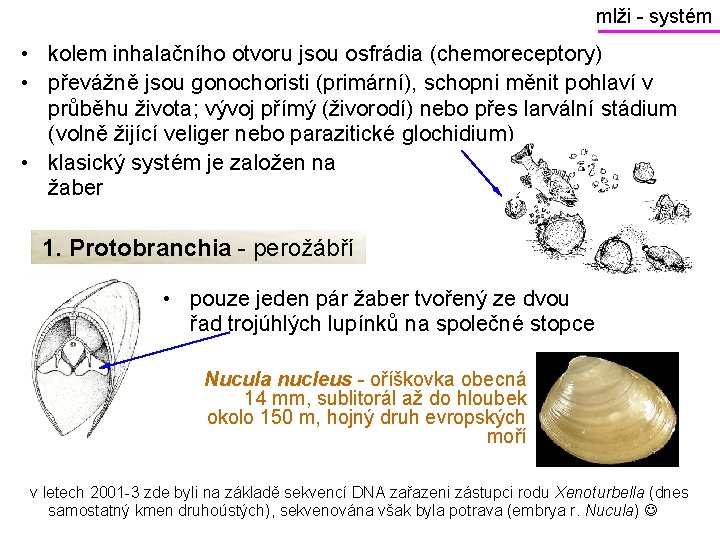 mlži - systém • kolem inhalačního otvoru jsou osfrádia (chemoreceptory) • převážně jsou gonochoristi