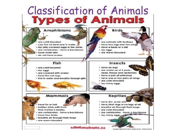 Classification of Animals 