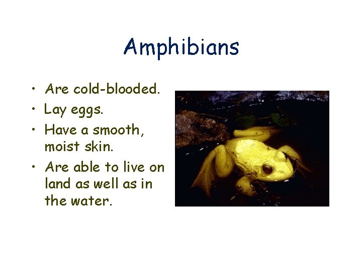 Amphibians • Are cold-blooded. • Lay eggs. • Have a smooth, moist skin. •