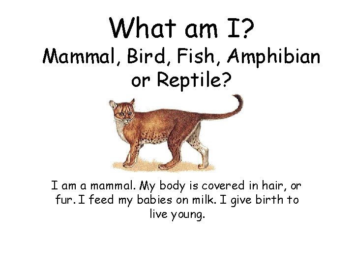 What am I? Mammal, Bird, Fish, Amphibian or Reptile? I am a mammal. My