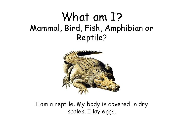 What am I? Mammal, Bird, Fish, Amphibian or Reptile? I am a reptile. My