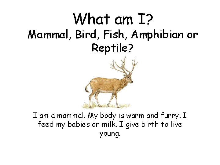 What am I? Mammal, Bird, Fish, Amphibian or Reptile? I am a mammal. My
