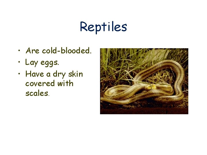 Reptiles • Are cold-blooded. • Lay eggs. • Have a dry skin covered with
