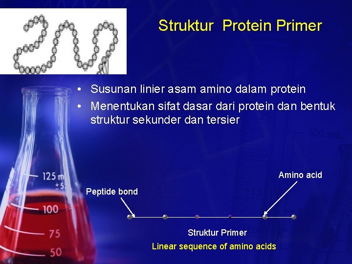 Struktur Protein Primer • Susunan linier asam amino dalam protein • Menentukan sifat dasar