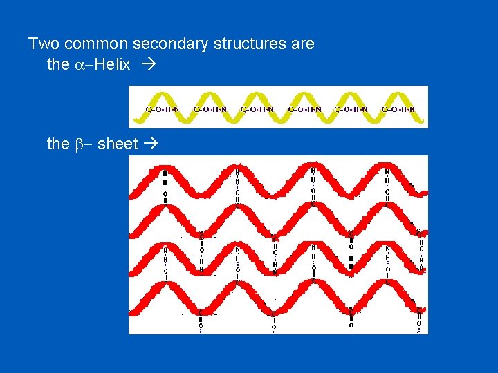 Two common secondary structures are the a-Helix the b- sheet 