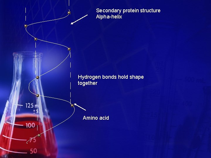 Secondary protein structure Alpha-helix Hydrogen bonds hold shape together Amino acid 