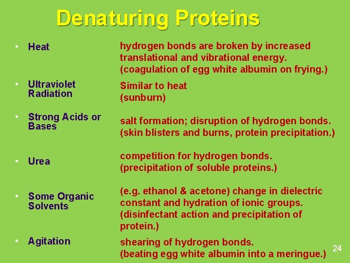 Denaturing Proteins • Heat hydrogen bonds are broken by increased translational and vibrational energy.