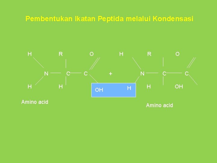 Pembentukan Ikatan Peptida melalui Kondensasi H R N H Amino acid O C H