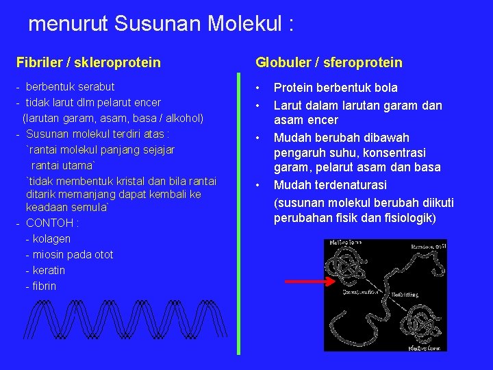 menurut Susunan Molekul : Fibriler / skleroprotein Globuler / sferoprotein - berbentuk serabut -