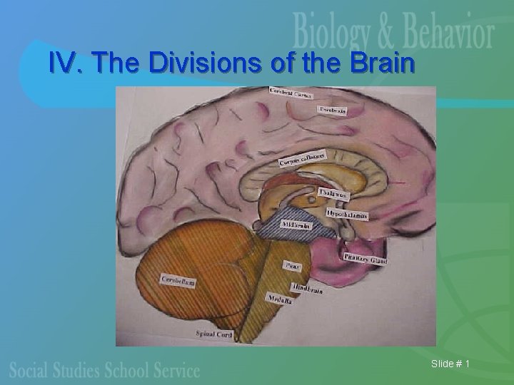IV. The Divisions of the Brain Slide # 1 
