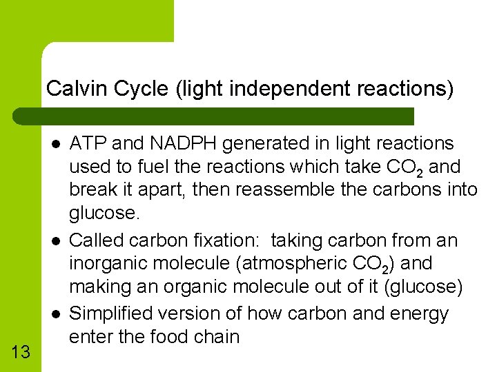 Calvin Cycle (light independent reactions) l l l 13 ATP and NADPH generated in