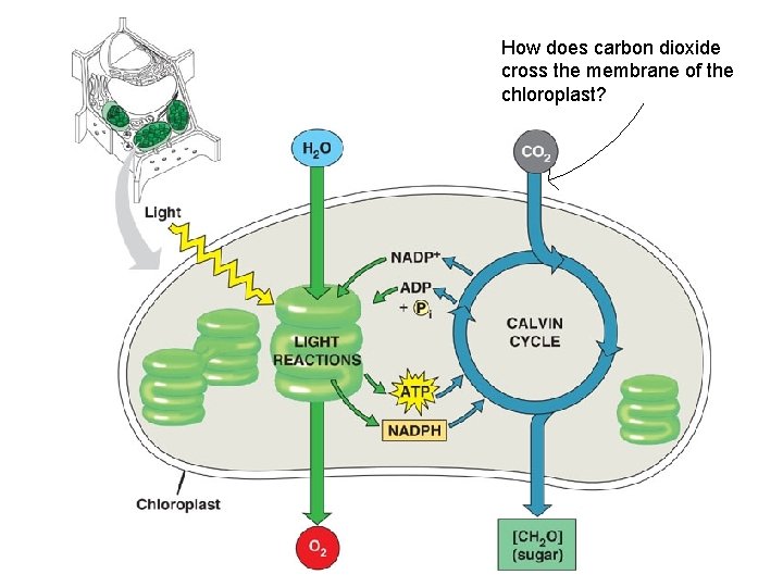 How does carbon dioxide cross the membrane of the chloroplast? 