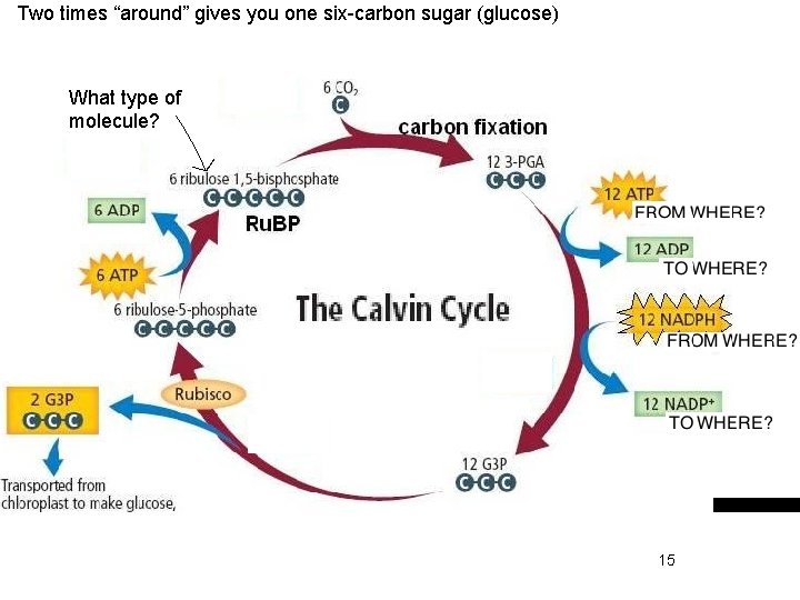 Two times “around” gives you one six-carbon sugar (glucose) What type of molecule? 15