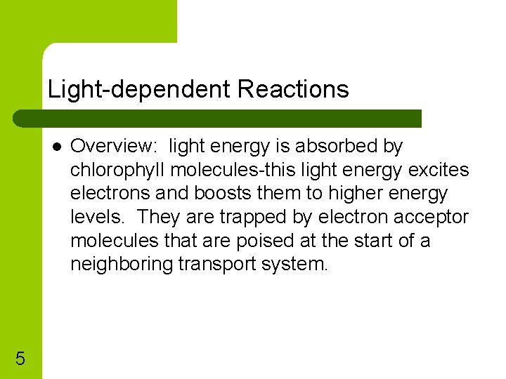 Light-dependent Reactions l 5 Overview: light energy is absorbed by chlorophyll molecules-this light energy
