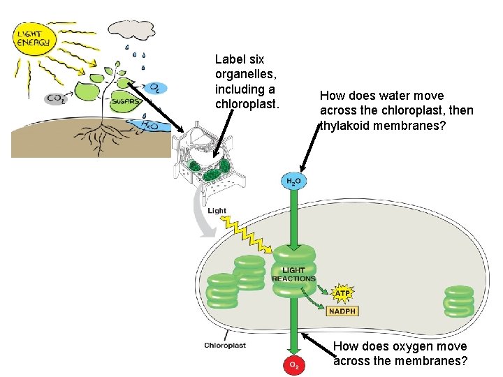 Label six organelles, including a chloroplast. How does water move across the chloroplast, then