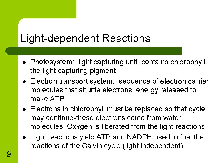 Light-dependent Reactions l l 9 Photosystem: light capturing unit, contains chlorophyll, the light capturing