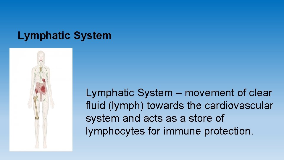 Lymphatic System – movement of clear fluid (lymph) towards the cardiovascular system and acts