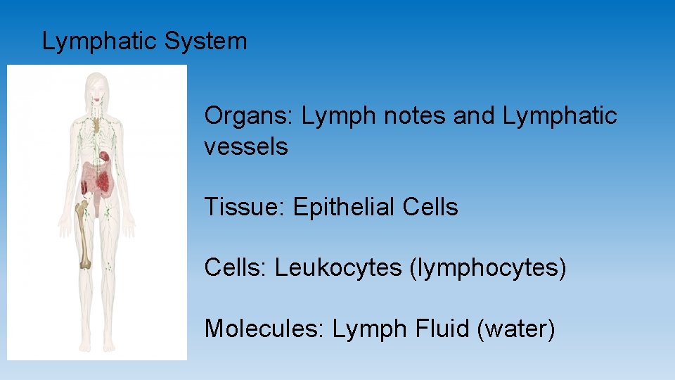 Lymphatic System Organs: Lymph notes and Lymphatic vessels Tissue: Epithelial Cells: Leukocytes (lymphocytes) Molecules: