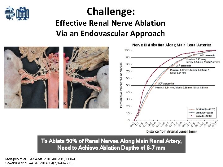 Challenge: Effective Renal Nerve Ablation Via an Endovascular Approach Nerve Distribution Along Main Renal