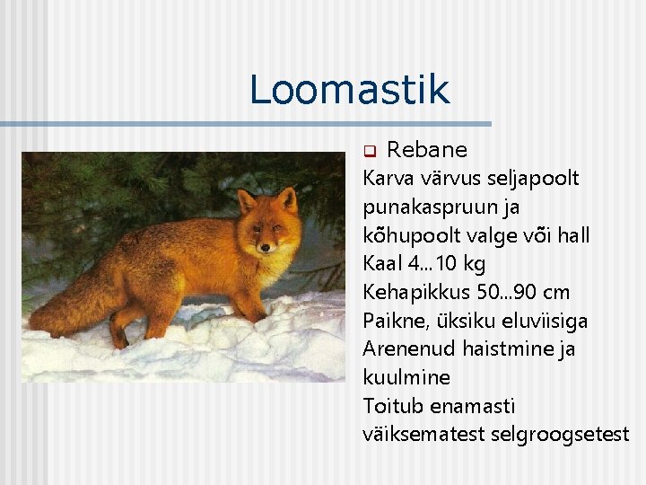 Loomastik Rebane Karva värvus seljapoolt punakaspruun ja kõhupoolt valge või hall Kaal 4. .