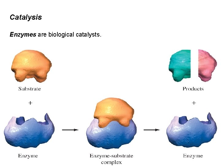 Catalysis Enzymes are biological catalysts. 