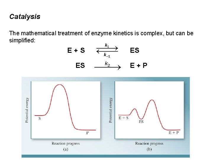 Catalysis The mathematical treatment of enzyme kinetics is complex, but can be simplified: E+S