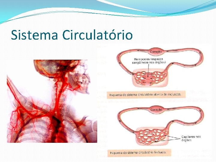 Sistema Circulatório 