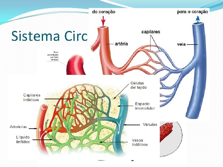 Sistema Circulatório 