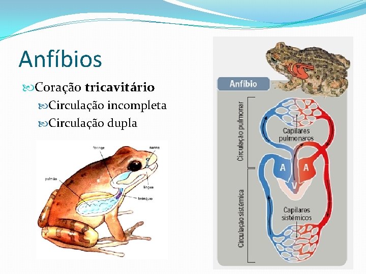 Anfíbios Coração tricavitário Circulação incompleta Circulação dupla 