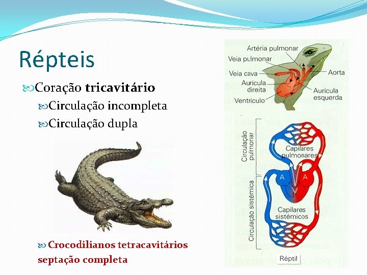 Répteis Coração tricavitário Circulação incompleta Circulação dupla Crocodilianos tetracavitários septação completa 