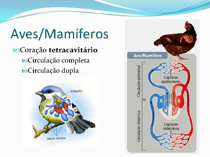 Aves/Mamíferos Coração tetracavitário Circulação completa Circulação dupla 