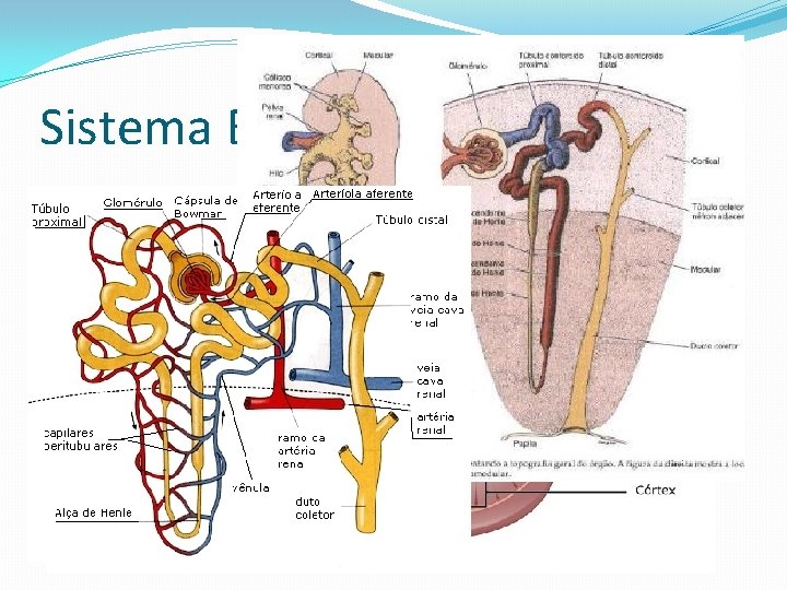 Sistema Excretor 