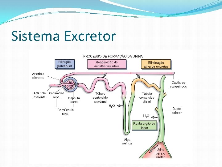 Sistema Excretor 