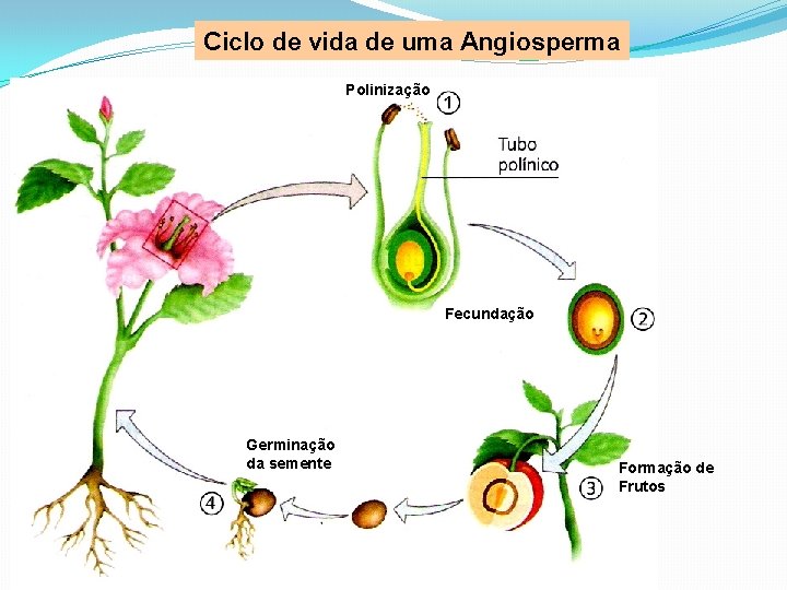 Ciclo de vida de uma Angiosperma Polinização Fecundação Germinação da semente Formação de Frutos