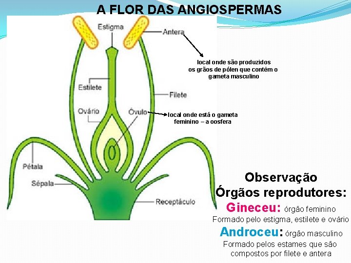 A FLOR DAS ANGIOSPERMAS local onde são produzidos os grãos de pólen que contêm