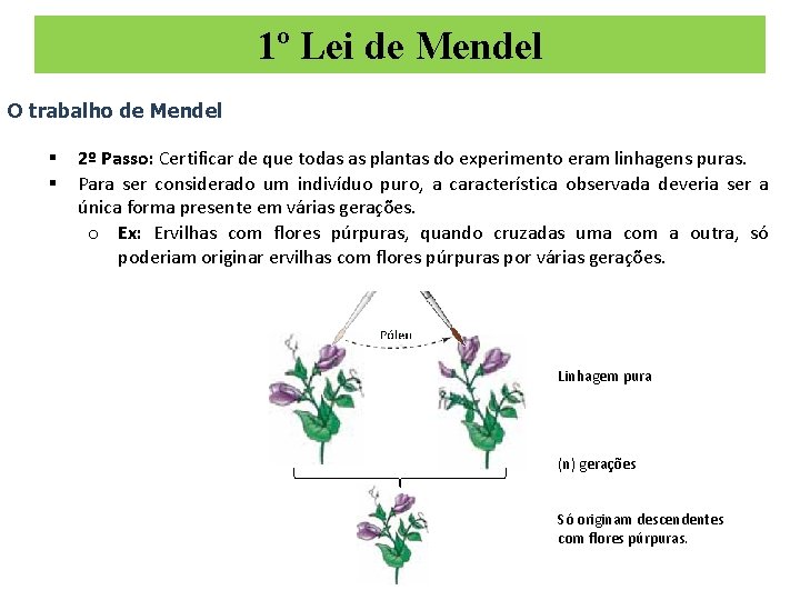 1º Lei de Mendel O trabalho de Mendel § § 2º Passo: Certificar de