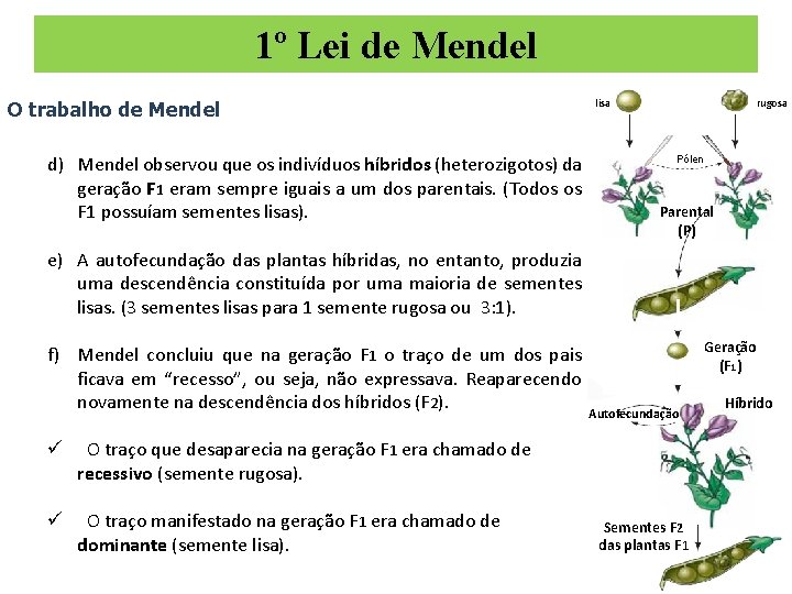 1º Lei de Mendel O trabalho de Mendel d) Mendel observou que os indivíduos