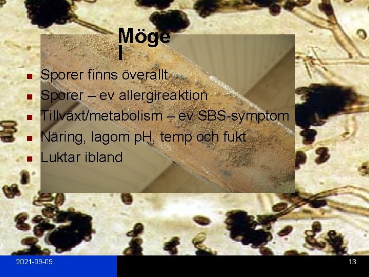 Möge l n n n Sporer finns överallt Sporer – ev allergireaktion Tillväxt/metabolism –